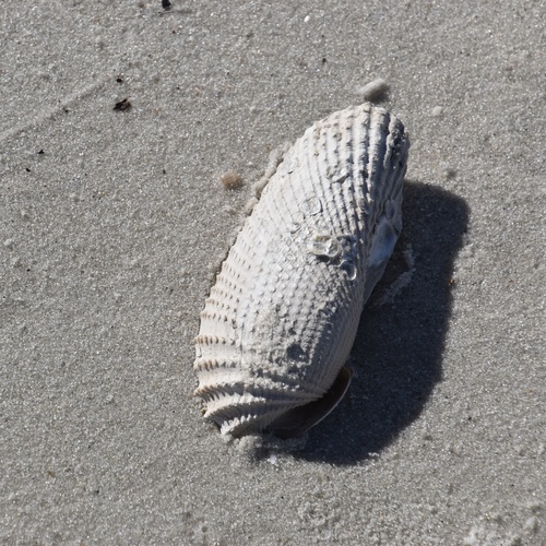Cyrtopleura costata, 2026-10-12