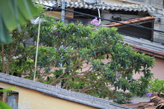 Magnoliopsida