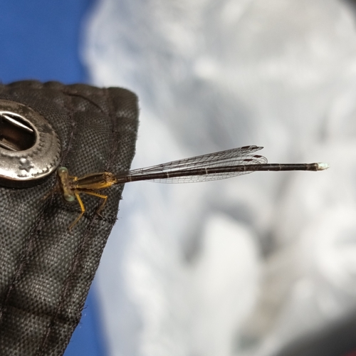 Yellow featherlegs