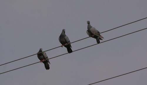 Rock Pigeon