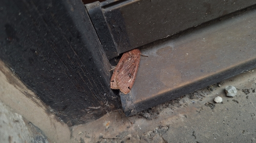 Large Yellow Underwing