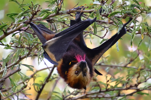 Mauritius Flying-fox