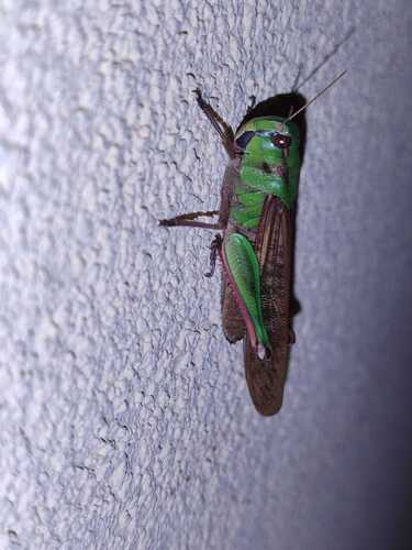 Migratory Locust