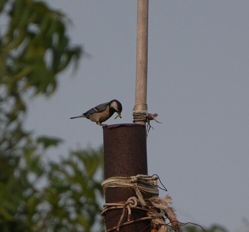 Asian Tit