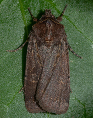 Orthosia transparens