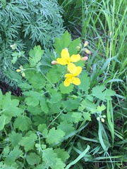 Chelidonium majus