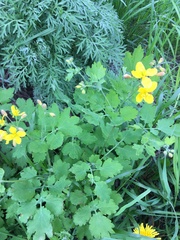 Chelidonium majus