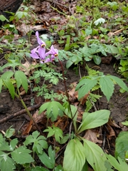 Primula fassettii