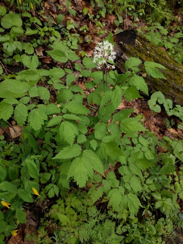 Red Baneberry