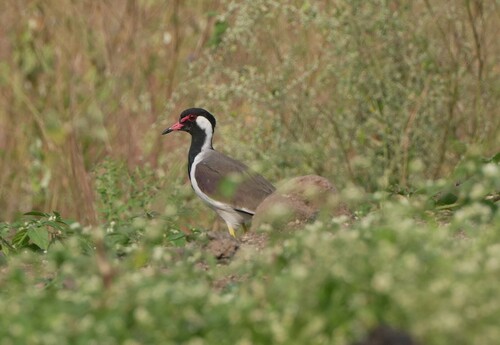 Red-wattled Lapwing