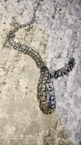 Mandarin Ratsnake