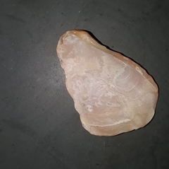 Psammotella cruenta