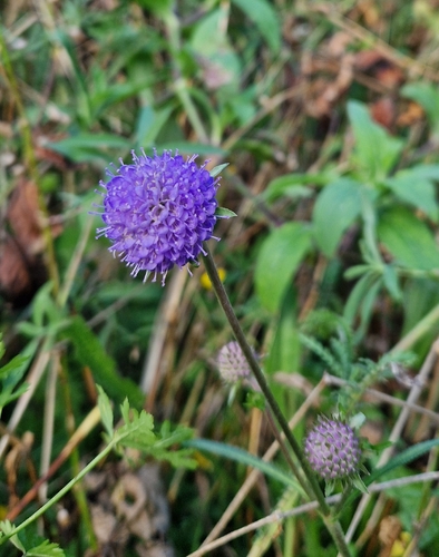 Devil's-bit Scabious