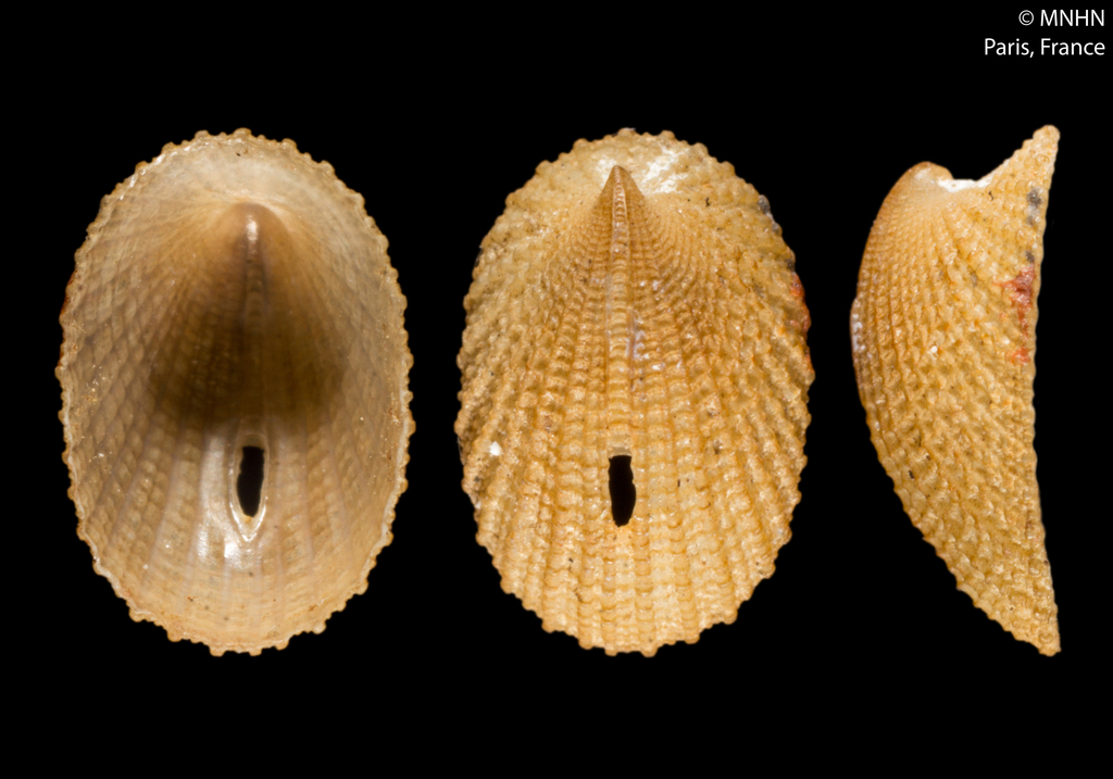 Rimula