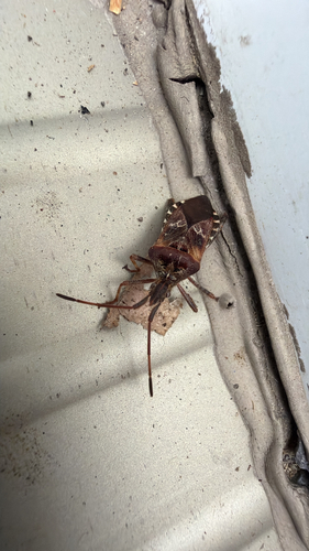 Western Conifer Seed Bug