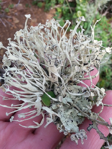 Armored Sea-Fog Lichen