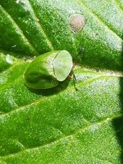 Cassida viridis