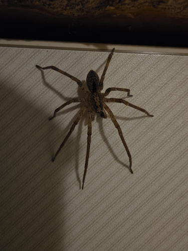 Mediterranean Spiny False Wolf Spider