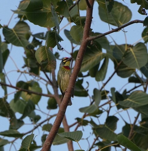 Coppersmith Barbet