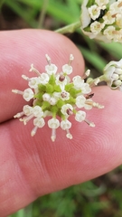 Hymenopappus artemisiifolius