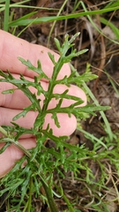 Hymenopappus artemisiifolius