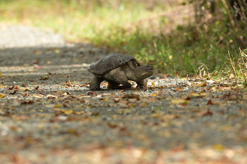 Common Snapping Turtle