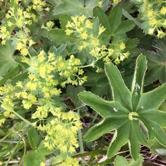 Alchemilla