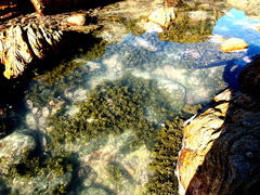 Sargassum incisifolium