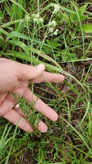 Hymenopappus artemisiifolius