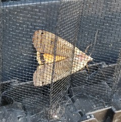 Noctua pronuba
