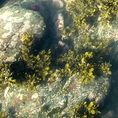 Sargassum incisifolium