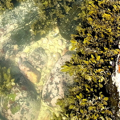 Sargassum incisifolium