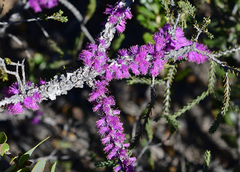 Melaleuca suberosa