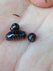 Glomeris pustulata