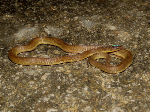 Photo of a Rufous burrowing snake (Achalinus rufescens)