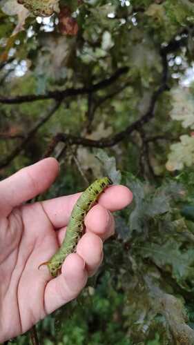 Convolvulus Hawkmoth