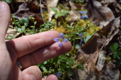 Houstonia serpyllifolia