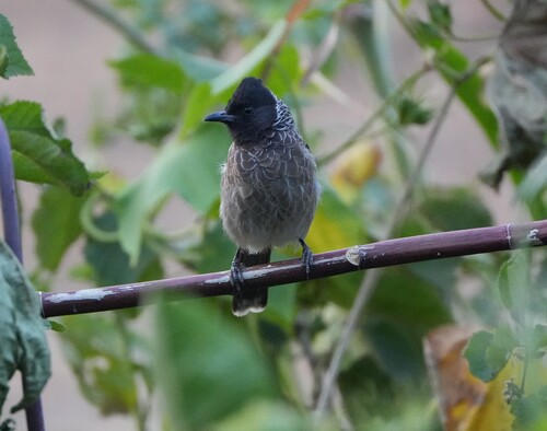 Red-vented Bulbul