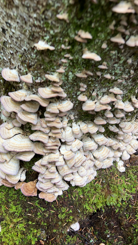 violet-toothed polypore