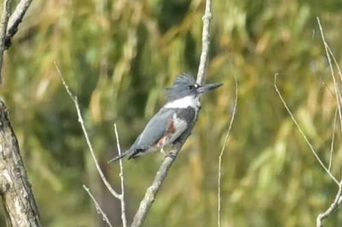 Belted Kingfisher