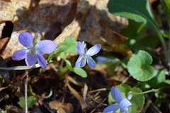 Viola appalachiensis
