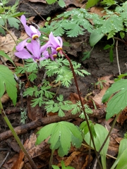 Primula fassettii