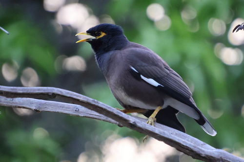 Common Myna