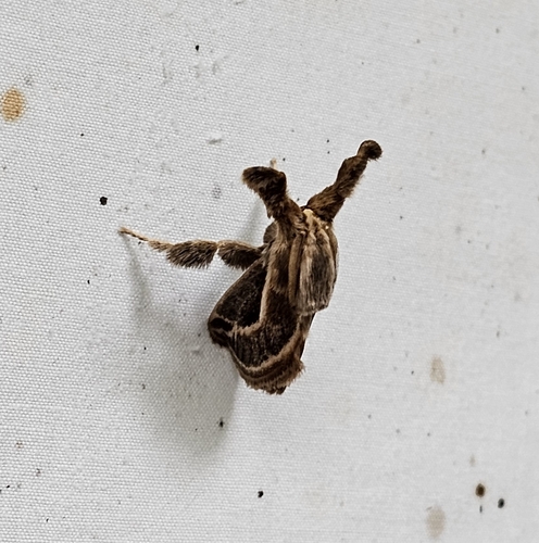 Perola brumalis