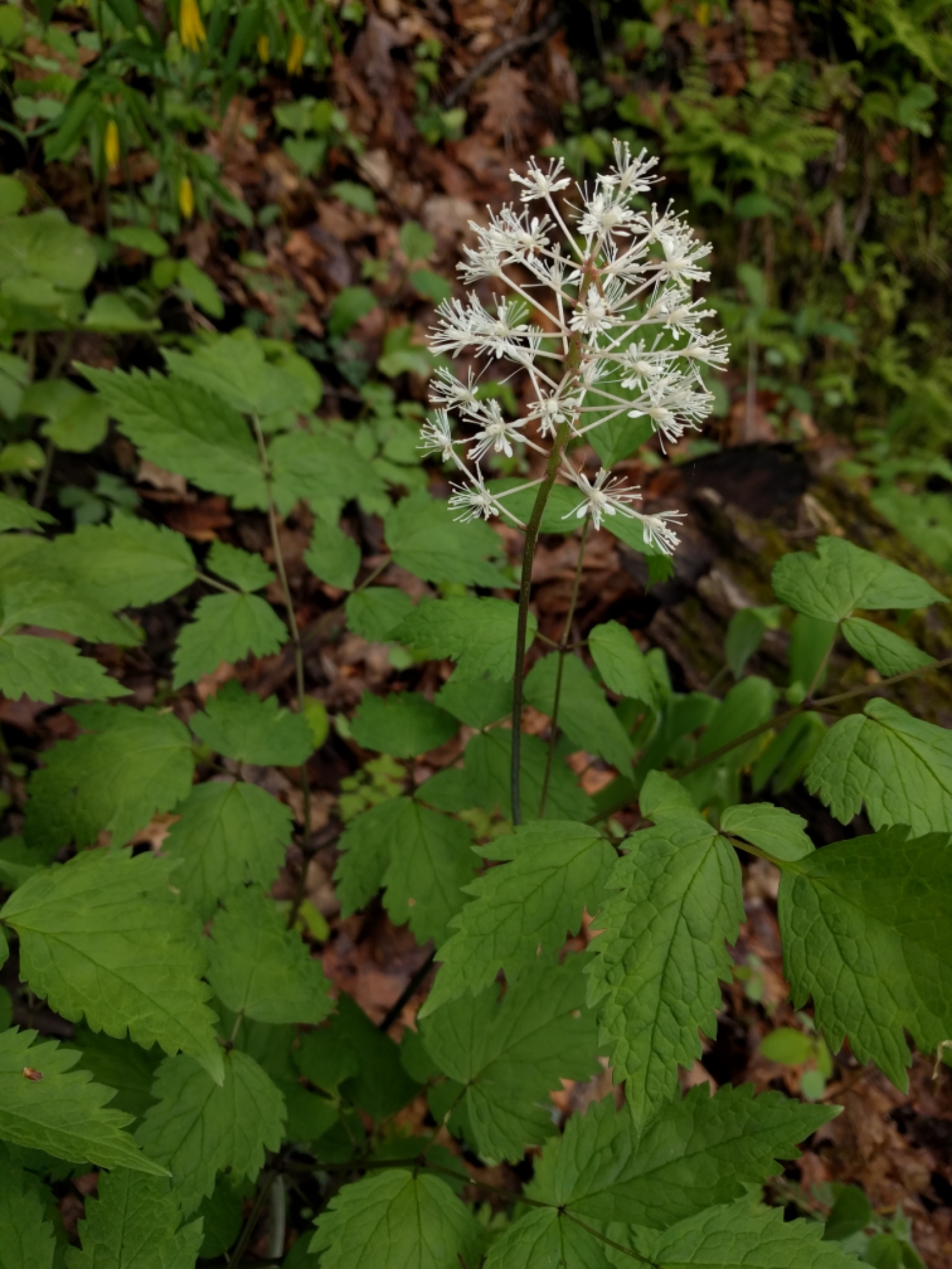 Actaea rubra