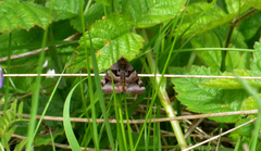 Euclidia ardita