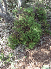 Ericameria ericoides