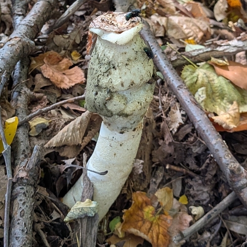 Ravenel's stinkhorn