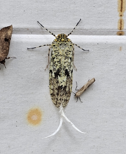 Phenax variegata