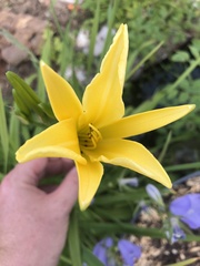 Hemerocallis lilioasphodelus
